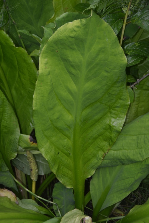 skunk cabbage leaf